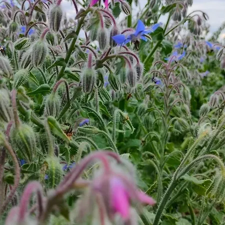 Hammerhoeve 3* Lunteren