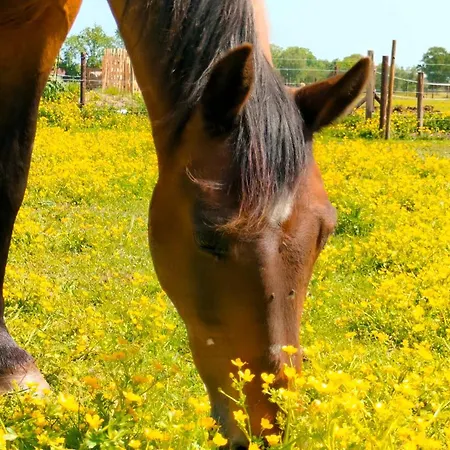 Couette-café Hammerhoeve Lunteren