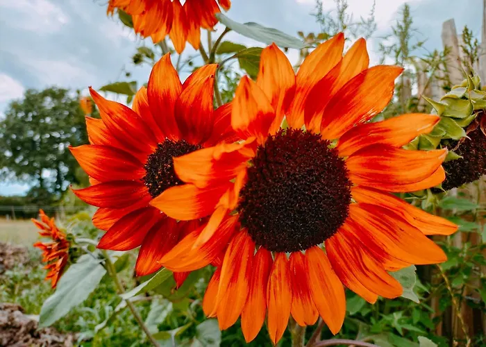 Bed & Breakfast Hammerhoeve Lunteren