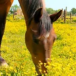 Bed & Breakfast Hammerhoeve Lunteren