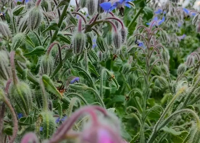 Hammerhoeve 3* Люнтерен